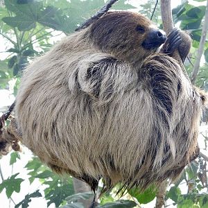 Linne's Two-Toed Sloth (Choloepus didactylus) August 4, 2025