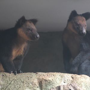 Ursine tree-kangaroo (Dendrolagus ursinus) pair