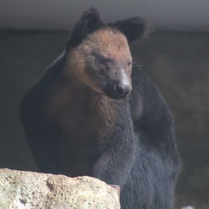Ursine tree-kangaroo (Dendrolagus ursinus) individual 2/2