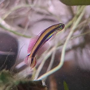 "Freshwater" Dartfish (Parioglossus cf. raoi)