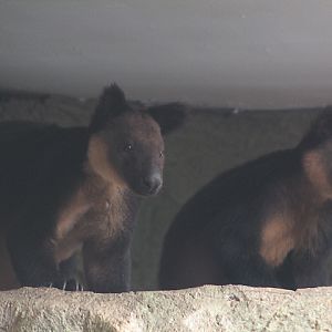 Ursine tree-kangaroo (Dendrolagus ursinus) wide view