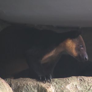 Ursine tree-kangaroo (Dendrolagus ursinus) side view