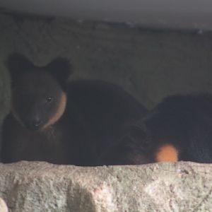 Ursine tree-kangaroo (Dendrolagus ursinus) 2/2 head up