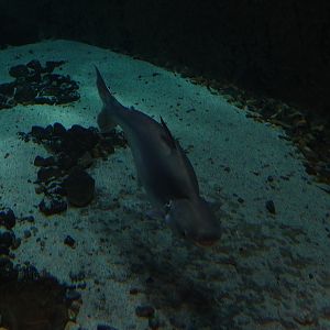 Pangasius pangasius or P. nasutus? Zoo Negara