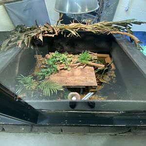 Schneider’s dwarf caiman enclosure