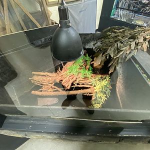 2nd spectacled caiman enclosure