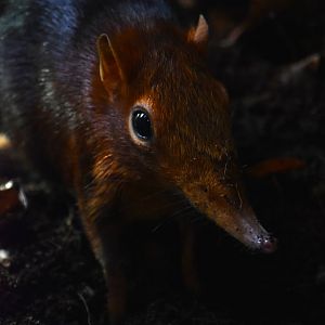 Black and rufous sengi, Rhynchocyon petersi
