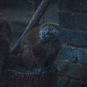 Aloatran gentle lemur, Hapalemur alaotrensis