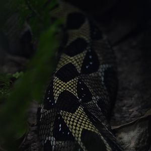 Ethiopian mountain adder patterning, Bitis parviocula