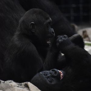 Western lowland gorillas, Gorilla gorilla gorilla