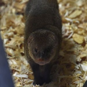 Small Indian mongoose, Urva auropunctata