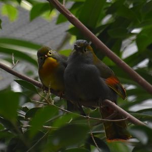 Leiothrix and liocichla