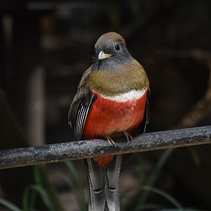 Collared trogon female, Trogon collaris