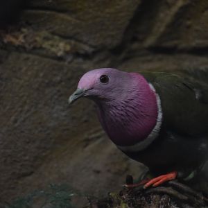 Pink headed fruit dove, Ptilinopus porphyreus