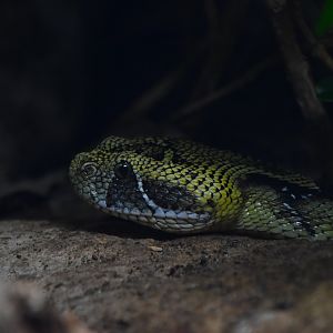 Ethiopian mountain adder, Bitis parviocula