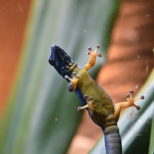 Turquoise dwarf gecko, Lygodactylus williamsi