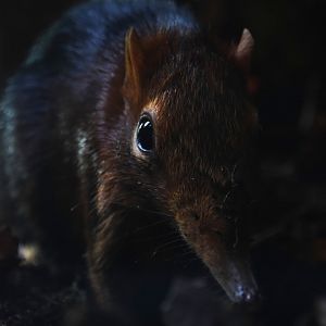 Black and rufous sengi, Rhynchocyon petersi