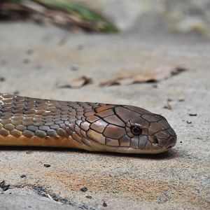 King cobra, Ophiophagus hannah