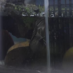 Helmeted water toad, Calyptocephalella gayi