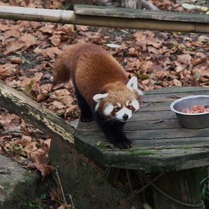 Nepalese Red Panda (Ailurus fulgens)