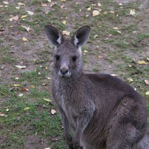 Eastern Gray Kangaroo (Macropus giganteus)
