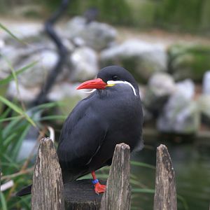 Inca Tern (Larosterna Inca)