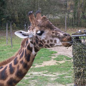 Kordofan Giraffe (Giraffa camelopardis antiquorum)