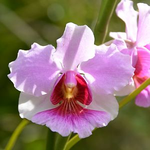 Orchid 4