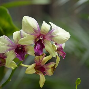 Orchid 5