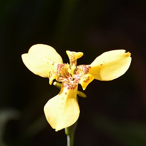 Orchid 6