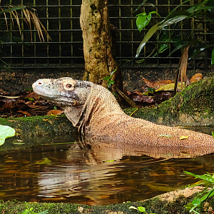 Komodo Dragon (Varanus komodoensis)