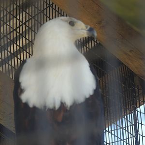 african fish eagle