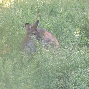 maybe they don't see me