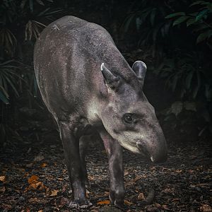 Brazilian Tapir (Tapirus terrestris)
