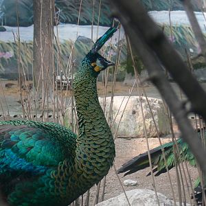 Green Peafowl-1