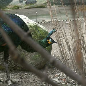 Green Peafowl-2