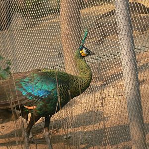 Green Peafowl-3