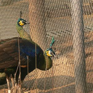 Green Peafowl-4