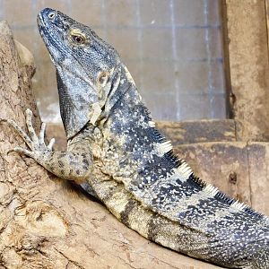Mexican Spiny-Tailed Iguana (Ctenosaura pectinata) August 4, 2025