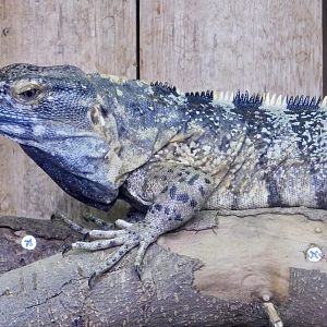 Mexican Spiny-Tailed Iguana (Ctenosaura pectinata) August 4, 2025