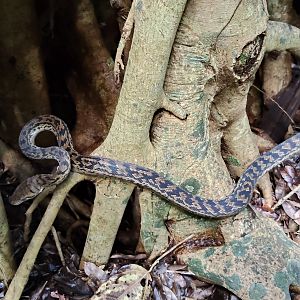 Scrub Python (Simalia kinghorni)