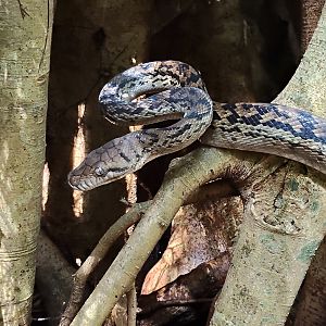 Scrub Python (Simalia kinghorni)