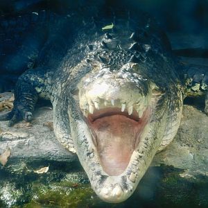 A Saltwater Crocodile with its mouth wide open February 23, 2025