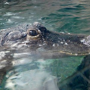 Submerged American Alligator (Alligator mississippiensis) August 2, 2025