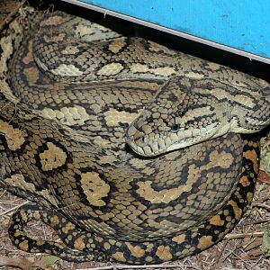 Coastal Carpet Python (Morelia spilota mcdowelli)