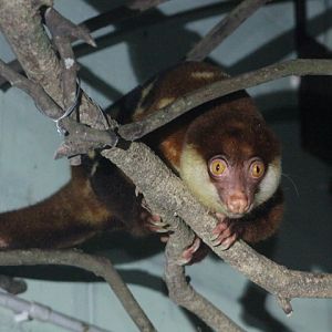 Black-spotted cuscus (Spilocuscus rufoniger)