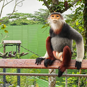 Rainforest Wild Asia - Red-Shanked Douc Langur (Pygathrix nemaeus)