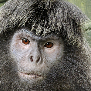 Rainforest Wild Asia - Javan Langur (Trachypithecus auratus)