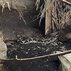 Reticulated python