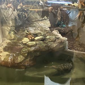 Freshwater crocodile enclosure